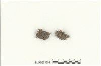 藏品(扭葉苔屬)的圖片